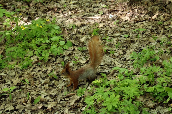 Nahaufnahme Eines Eichhörnchens Herbstpark Vor Dem Hintergrund Abgefallener Blätter — Stockfoto