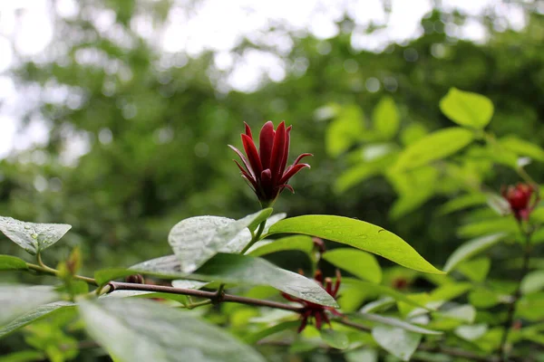 Yakın plan çiçek açan kalikanthus çalısı yağmurdan sonra