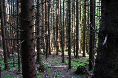 Peyzaj Yazı Kozalaklı Orman