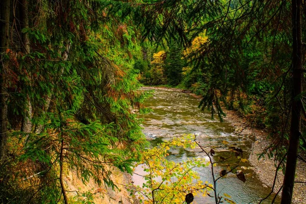 Górska Burzliwa Rzeka Lesie Iglastym — Zdjęcie stockowe