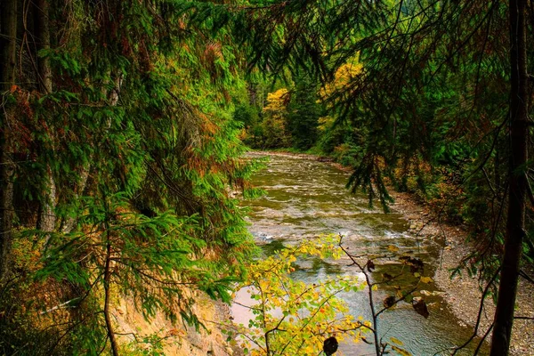 Kozalaklı Bir Ormanda Fırtınalı Bir Nehir — Stok fotoğraf