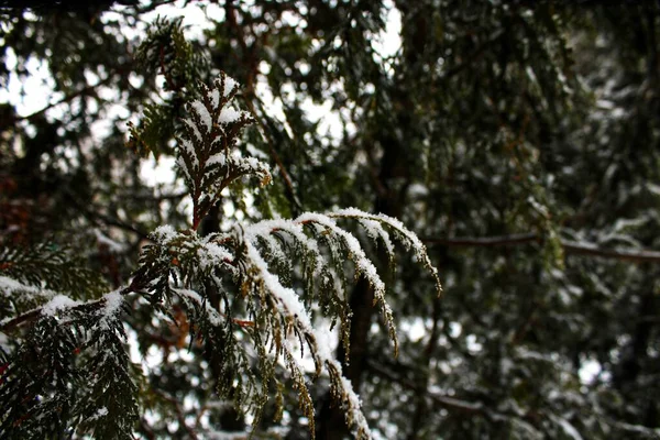 Zasněžený Jehličnatý Strom Thuja Zimě — Stock fotografie