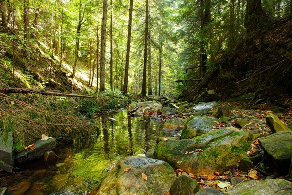 Вода Горных Источников Хвойных Лесах — стоковое фото