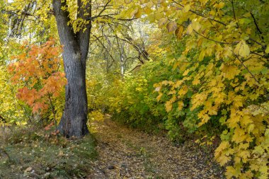 Sonbahar ormanlarında yol. Sarı ve turuncu yapraklı ağaçlar..