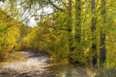 Sonbahar ormanlarında yol. Sarı ve turuncu yapraklı ağaçlar..