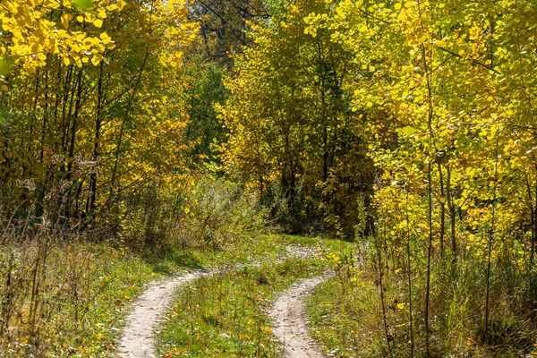 Sonbahar Ormanlarında Yol Sarı Turuncu Yapraklı Ağaçlar — Stok fotoğraf