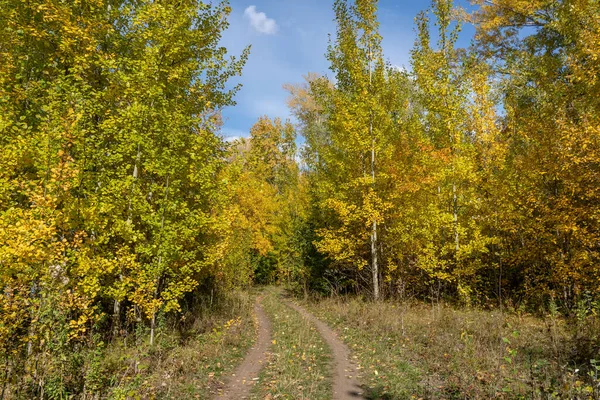Útvonal Őszi Erdőben Fák Sárga Narancssárga Lombozattal — Stock Fotó