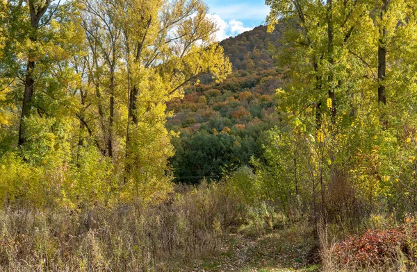 Camino Bosque Otoño Árboles Con Follaje Amarillo Naranja Hillside Con —  Fotos de Stock
