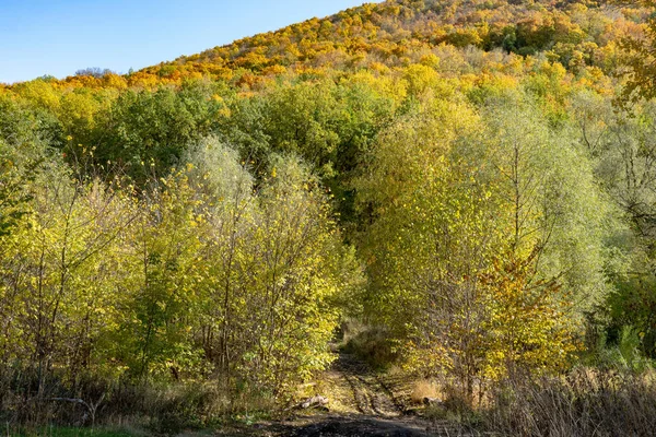 秋天森林里的小路 有黄色和橙色叶子的树 背景是五彩缤纷的山腰 — 图库照片