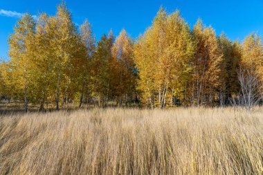 Yoğun ve kuru otlar, huş ağacı kopyası, orman ve açık gökyüzü.