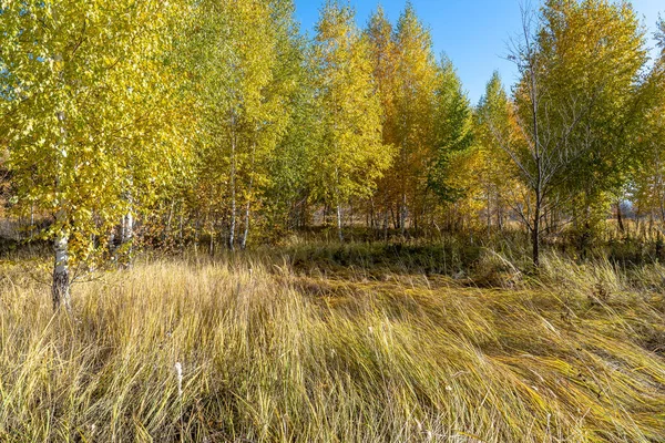 Dichtes Und Trockenes Gras Birkenwiese Wald Und Klarer Himmel — Stockfoto