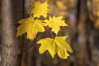 Karanlık bir arka planda sarı akçaağaç yaprağı, panorama, kopyalama alanı. Sonbahar yaprakları. Ağacın üzerinde yaprak