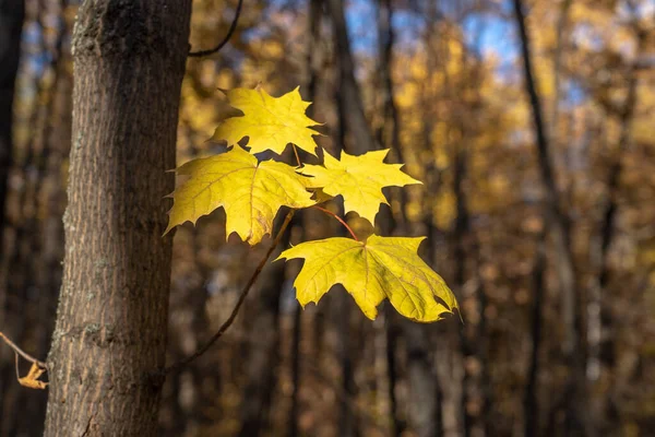 Gelbes Ahornblatt Wald Vor Dunklem Hintergrund Panorama Kopierraum Der Herbst — Stockfoto