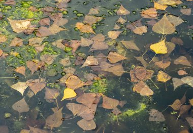 Göletteki renkli yapraklar. Seçici odaklanma. Güneşli bir sonbahar günü. Sonbahar konsepti. Merhaba Eylül.