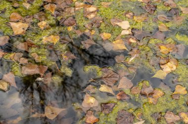 Göletteki renkli yapraklar. Seçici odaklanma. Güneşli bir sonbahar günü. Sonbahar konsepti. Merhaba Eylül.