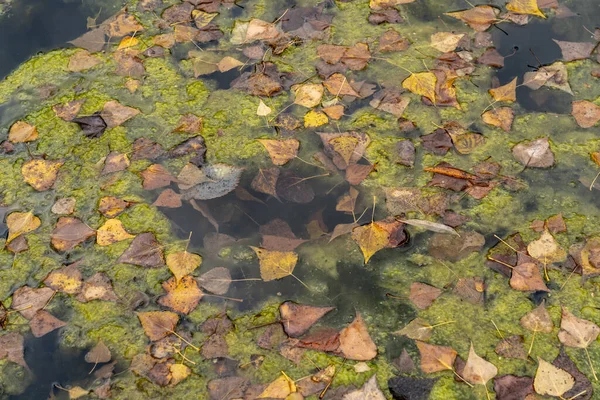 Folhas Coloridas Lago Foco Seletivo Dia Outono Ensolarado Conceito Outono — Fotografia de Stock