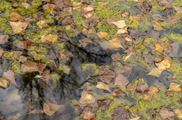 Farbige Blätter Einem Teich Selektiver Fokus Sonniger Herbsttag Herbstkonzept Hallo — Stockfoto