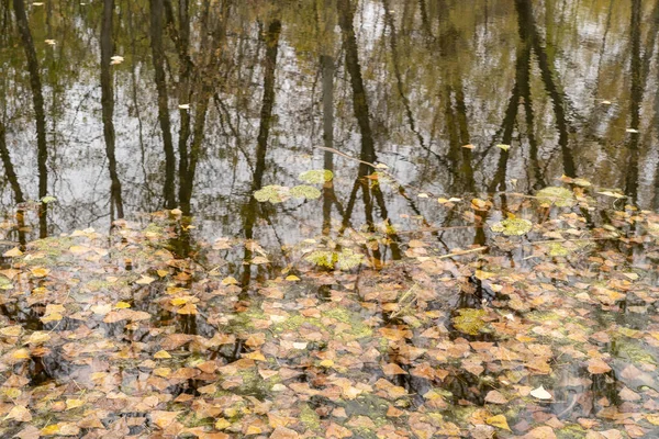 Colored Leaves Pond Selective Focus Surrounding Trees Reflected Water Autumn — Stock Photo, Image