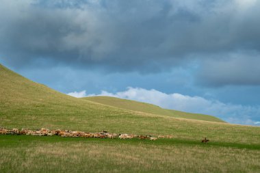 Tepe arazisi, çimlerle kaplanmış, kasvetli bir gökyüzüne karşı, tepeler boyunca bir çoban tarafından yönetilen bir inek sürüsü var..