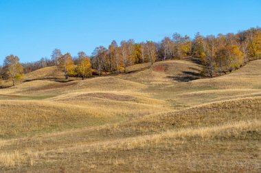 Tepeler sonbaharda sarı kuru otlarla kaplıdır. Tepelerde ağaçlar yetişir. Açık mavi gökyüzü.