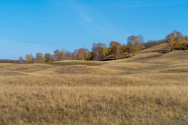 Tepeler Sonbaharda Sarı Kuru Otlarla Kaplıdır Tepelerde Ağaçlar Yetişir Açık — Stok fotoğraf