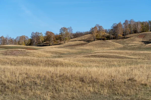 Tepeler Sonbaharda Sarı Kuru Otlarla Kaplıdır Tepelerde Ağaçlar Yetişir Açık — Stok fotoğraf