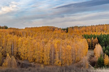 Sonbahar manzarası. Tepeden renkli huş ağacının manzarası. İyi akşamlar, dramatik gökyüzü.