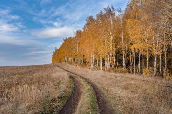 在干枯的秋草间的路上 沿着白桦林 蓝天上的云彩 — 图库照片