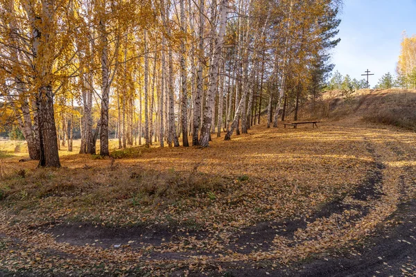 Höstlandskap Slingrande Skogsväg Björklund Bland Vita Stammarna Finns Gula Fallna — Stockfoto