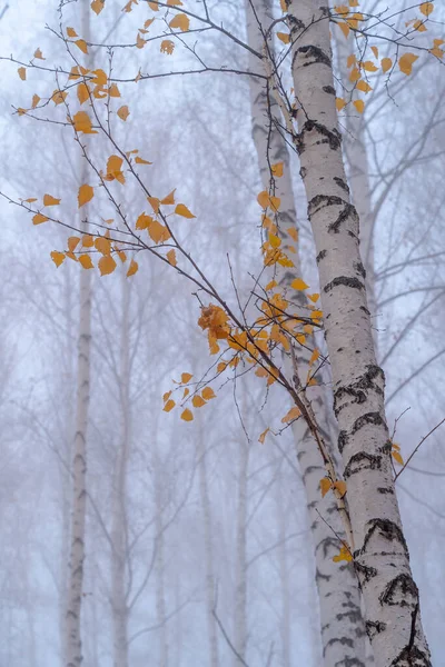 Birch Grove Início Manhã Outono Nevoeiro Troncos Árvore Curvo Branco — Fotografia de Stock