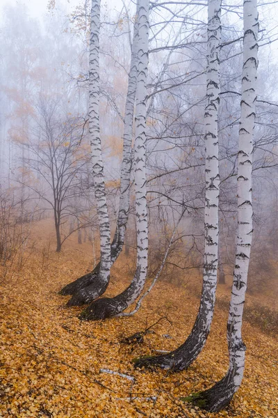 Birchův Háj Mlze Časného Podzimního Rána Bílé Zakřivené Kmeny Stromů — Stock fotografie