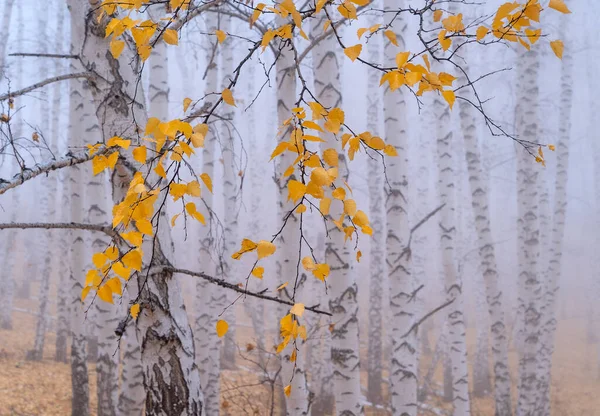 Birch Grove Início Manhã Outono Nevoeiro Troncos Árvore Curvo Branco — Fotografia de Stock