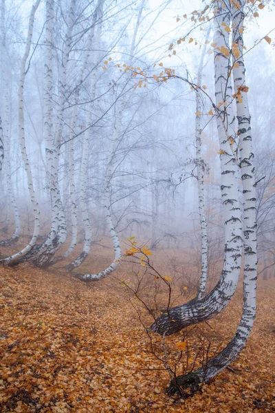 Bosque Abedul Madrugada Otoño Niebla Troncos Blancos Curvados Restos Follaje — Foto de Stock