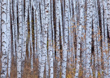 Ağaç gövdeleri, seyrek sonbahar yapraklarıyla beyazdır..