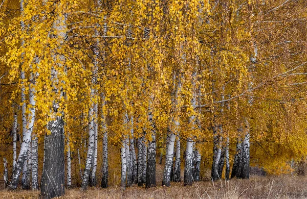 Weiße Birkenstämme Mit Herbstlaub Gelbes Laub Boden — Stockfoto