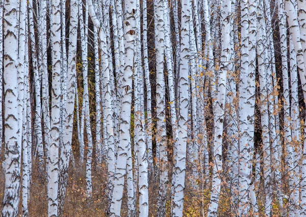 Ağaç gövdeleri, seyrek sonbahar yapraklarıyla beyazdır..