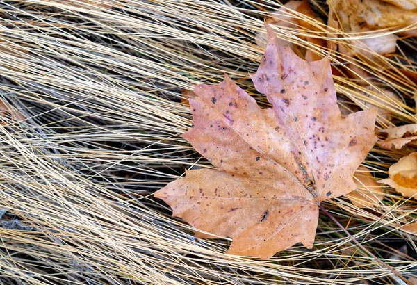 Kuru Sonbahar Akçaağaç Yaprakları Kuru Otların Arasında Yerde Yatar — Stok fotoğraf