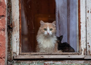 Kızıl kedi pencereye bakar ve dışarı bakar. Eski, soyulmuş çerçeveler, kirli camlar..
