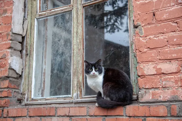 Kočka Oknem Staré Oloupané Rámy Špinavé Sklo — Stock fotografie