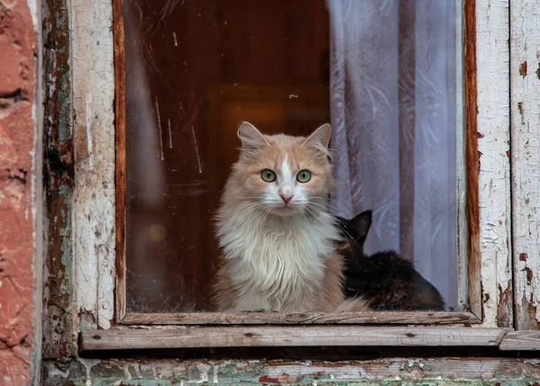 Ginger Kat Aan Het Raam Kijkt Uit Oude Afpelende Lijsten — Stockfoto