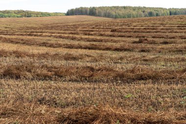 Tarıma elverişli arazide saman sıraları. Güneşli bir sonbahar gününde, hasat zamanı, arka planda tepeler ve sonbahar ormanıyla çekilmiş..