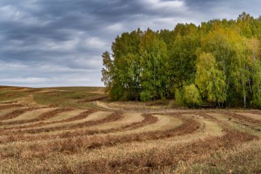 Tarıma elverişli arazide saman sıraları. Güneşli bir sonbahar gününde bir sonbahar ormanının ve bulutlu bir gökyüzünün arka planında çekilmiş..