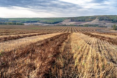 Tarıma elverişli arazide saman sıraları. Güneşli bir sonbahar gününde çekilmiş, tepeler, sonbahar ormanı ve arka planda bulutlu gökyüzü..