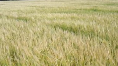 Tarım alanı, buğday bolluğu, rüzgarda sallanan buğday kulakları, kırsal alan arka planı.