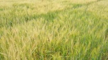 Tarım alanı, buğday bolluğu, rüzgarda sallanan buğday kulakları, kırsal alan arka planı.