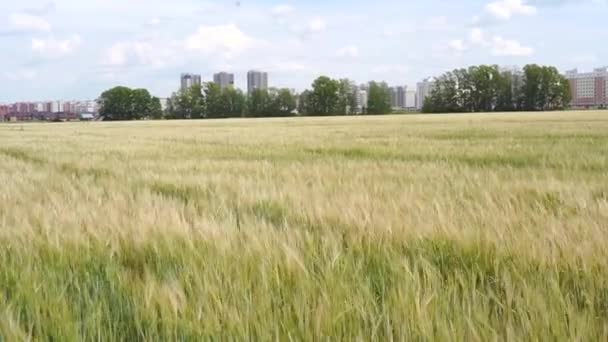 Landbouwgebied Overvloed Aan Tarwe Wind Wuivende Tarweoren Landschap Het Platteland — Stockvideo