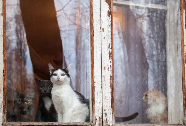 Gatto Rossiccio Alla Finestra Guarda Fuori Vecchio Telai Peeling Vetro — Foto Stock