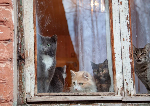 Ingwerkatze Fenster Und Schaut Hinaus Alte Abblätternde Rahmen Verschmutztes Glas — Stockfoto