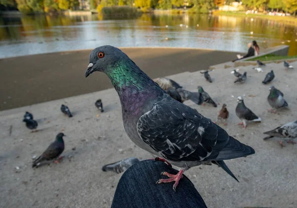 Urban Pigeons Autumn Park One Pigeon Sat Photographer Lap Posed — Stock Photo, Image