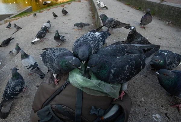Urban Pigeons Autumn Park Steal Seeds Backpack — Stock Photo, Image
